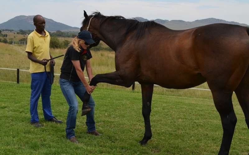 The 5 Rules to Stretching a Horse Effectively - So many of us stretch our horses, stretches learnt on our journey but do we really know the basics behind stretching. The fundamentals that ensure an effective stretch and the essentials that ensure you do not hurt your horse or yourself. The 5 rules to stretching a horse effectively, analyses some of these.