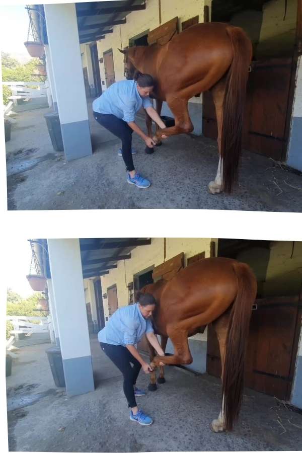 The 5 Rules to Stretching a Horse Effectively - So many of us stretch our horses, stretches learnt on our journey but do we really know the basics behind stretching. The fundamentals that ensure an effective stretch and the essentials that ensure you do not hurt your horse or yourself. The 5 rules to stretching a horse effectively, analyses some of these.