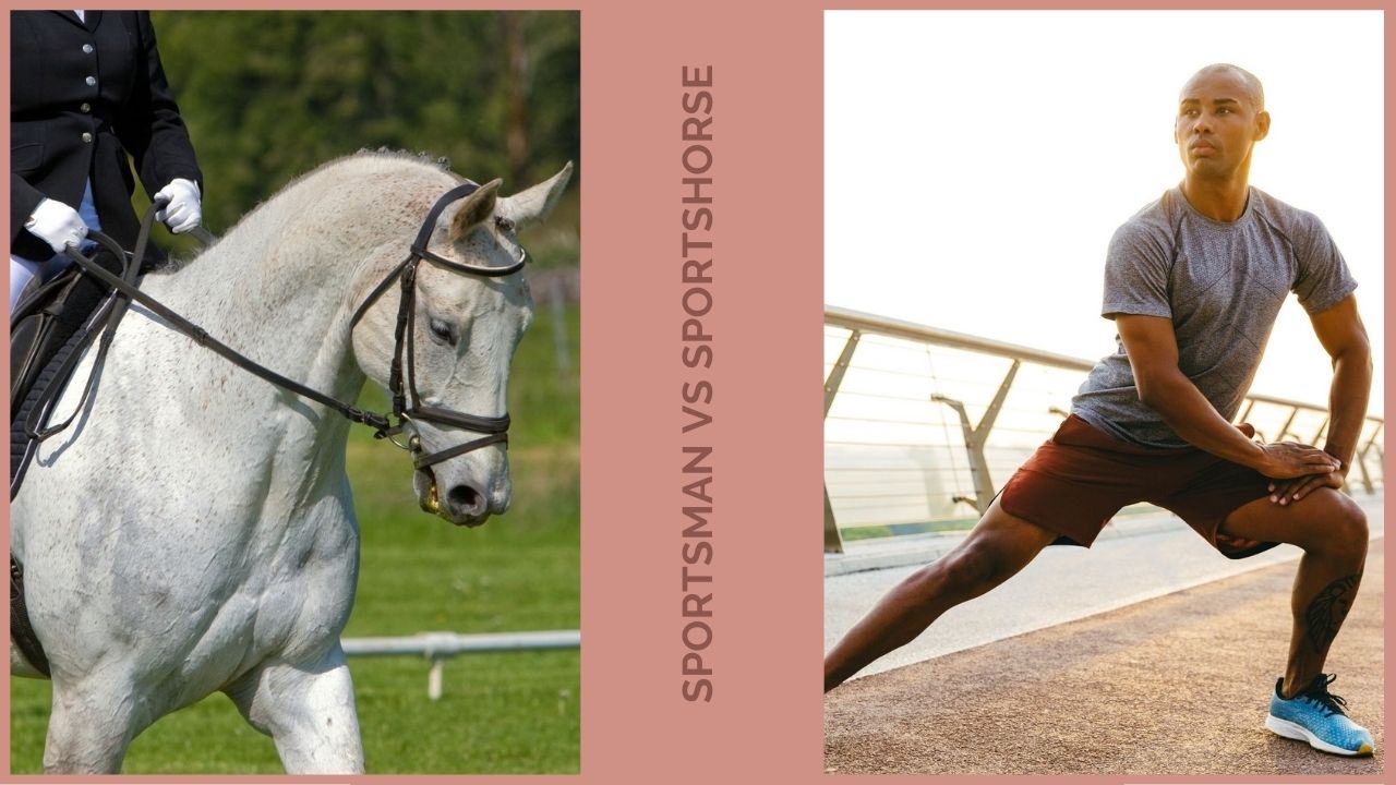 The 5 Rules to Stretching a Horse Effectively - So many of us stretch our horses, stretches learnt on our journey but do we really know the basics behind stretching. The fundamentals that ensure an effective stretch and the essentials that ensure you do not hurt your horse or yourself. The 5 rules to stretching a horse effectively, analyses some of these.